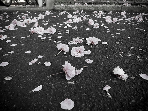 istock Petals scattered on the sidewalk 478636400