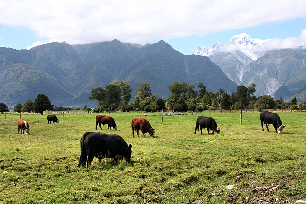 istock New Zealand 478638281