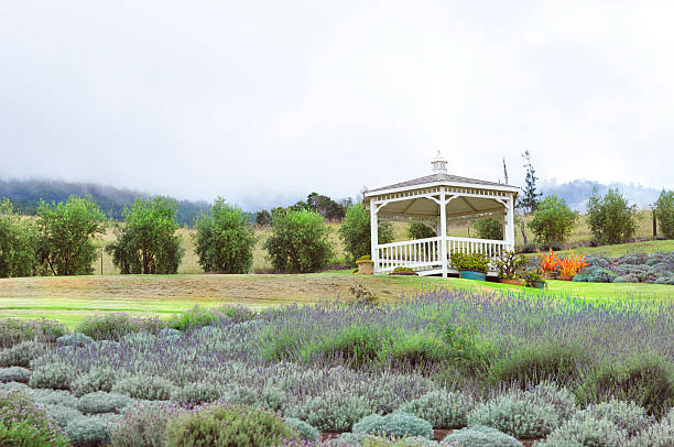 istock Gazebo in Lavender Field 478638926
