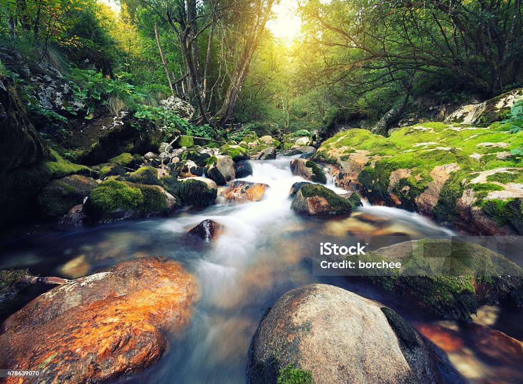 Mountain Stream Water stream in an idylic forest (Šunikov vodni gaj, Slovenia). River Stock Photo