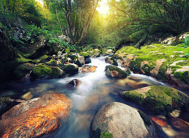 Mountain Stream Water stream in an idylic forest (Šunikov vodni gaj, Slovenia). spring flowing water stock pictures, royalty-free photos & images