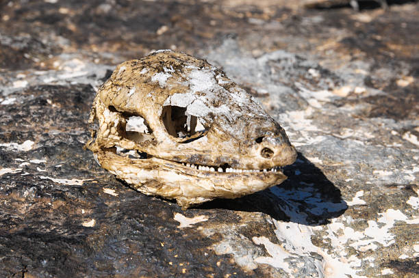 カナリアの乾燥トカゲスカル - animal teeth animal skull extinct animal bone ストックフォトと画像