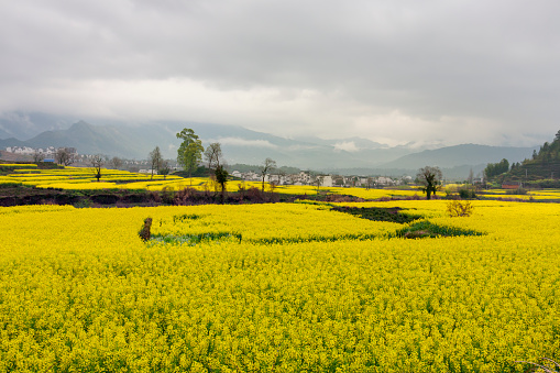 Beautiful rural landscape in China. blossom of oilseed in spring raining day.