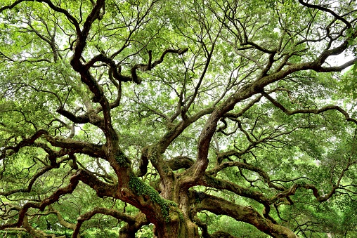 Summer view of the famous Angel Oak Tree, Johns Island, Charleston, South Carolina, USA.