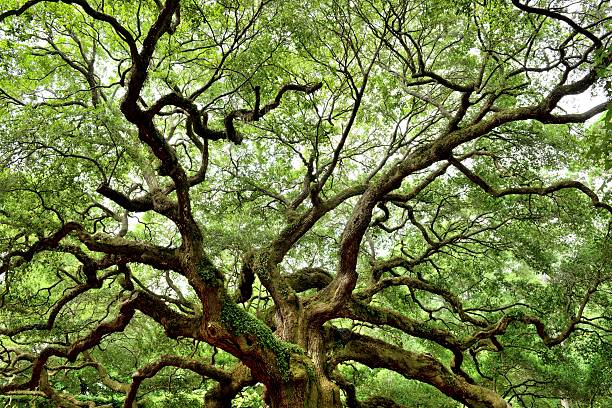 Angel Oak Summer view of the famous Angel Oak Tree, Johns Island, Charleston, South Carolina, USA. live oak tree stock pictures, royalty-free photos & images