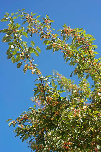 Green Bush with Orange Berries stock photo