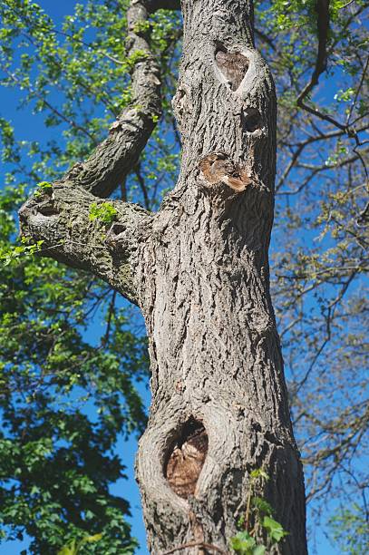 Sick Oak Tree stock photo