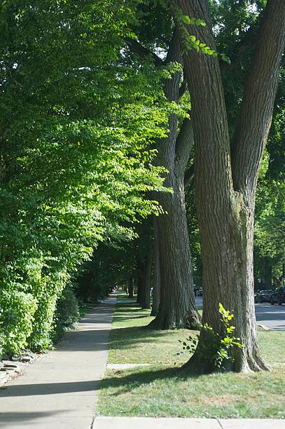 istock Sunny Residential Sidewalk with Trees and Foliage 478641067