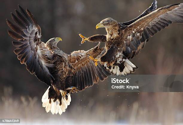 Whitetailed Eagles Fighting Stock Photo - Download Image Now - Fighting, Eagle - Bird, White-Tailed Eagle