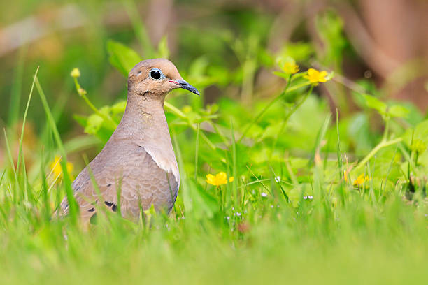 Mourning Where A mourning dove sitting in tall green grass zenaida dove stock pictures, royalty-free photos & images