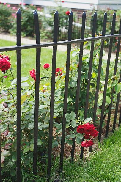 istock Red Roses intertwined with a Black Metal Fence 478642921