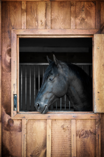 Profile of black horse looking out stable window