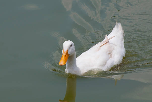 istock Ducks swimming in the water. 478643386