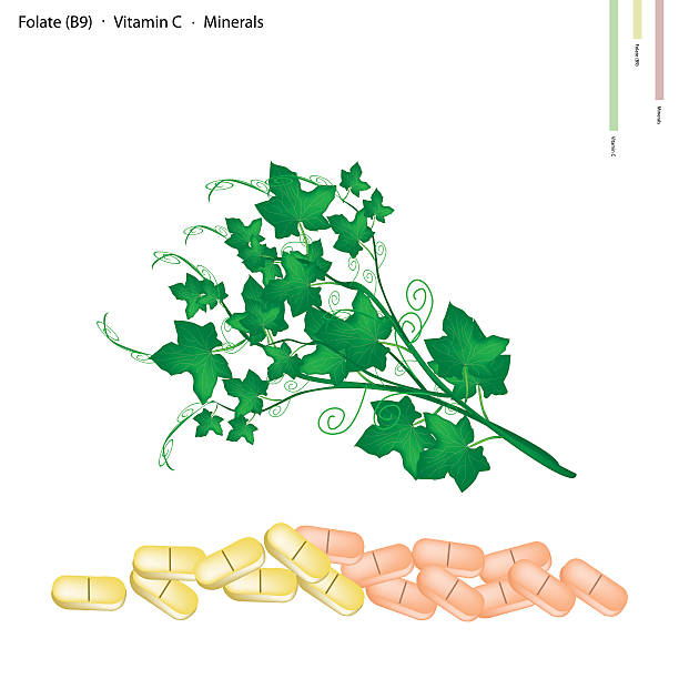 ilustrações, clipart, desenhos animados e ícones de salada de planta com vitamina a b9 e vitamina c - merleton