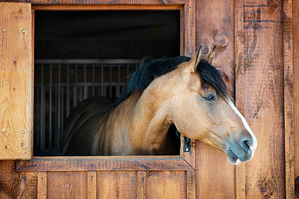 stabile cavallo in - barn wood window farm foto e immagini stock