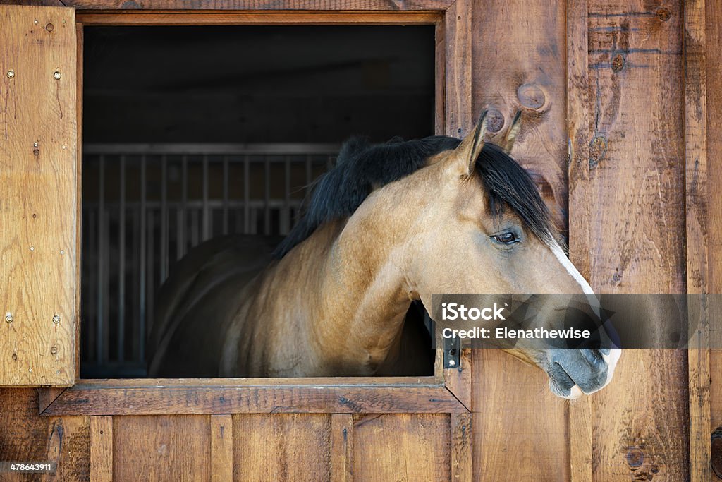 Horse in stable Curious brown horse looking out stable window Horse Stock Photo