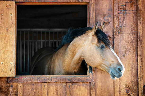 Horse in stable Curious brown horse looking out stable window animal pen stock pictures, royalty-free photos & images