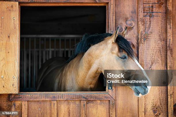 Horse In Stable Stock Photo - Download Image Now - Horse, Stable, Barn