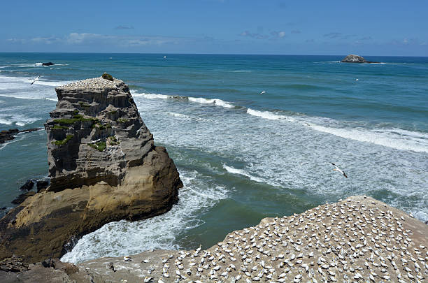 istock Muriwai gannet colony - New Zealand 478644064