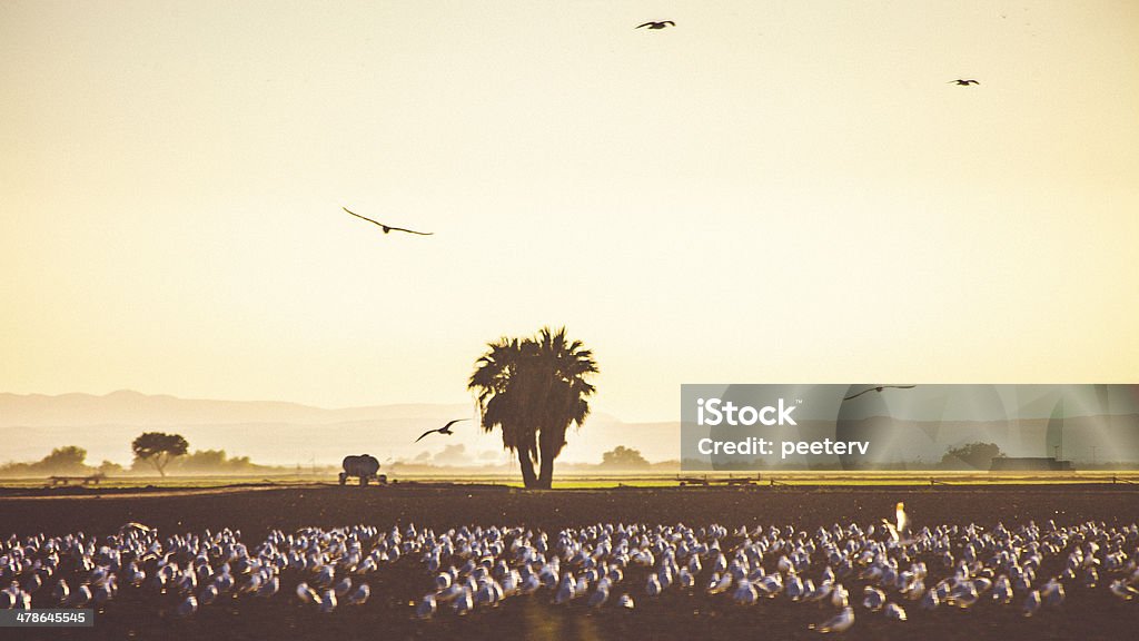 California campi. - Foto stock royalty-free di Agricoltura