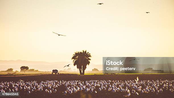 Foto de California Campos e mais fotos de stock de Agricultura - Agricultura, Animal selvagem, Bando de Pássaros