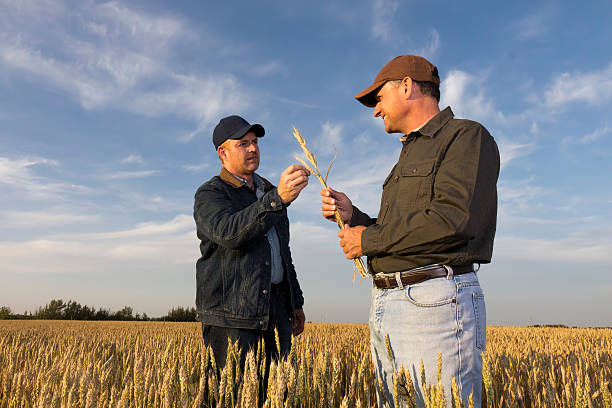 istock Farmers Inspecting Wheat Crop 478645595
