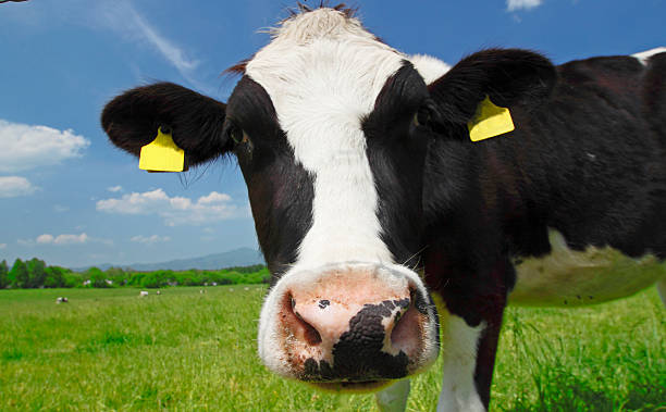 istock Cow and  blue  sky   in field 478647045