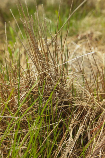 istock Macro dry grass with green shoots 478647104