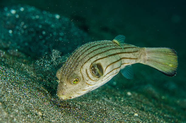 istock scuba diving lembeh  indonesia striped puffer 478649264