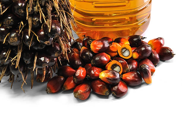 istock Fresh oil palm fruits 478649488