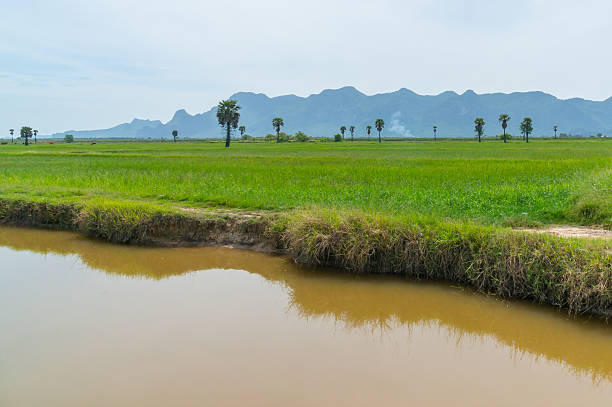 istock Rice fields at  National Park Prachuap Khiri Khan Province 478649622