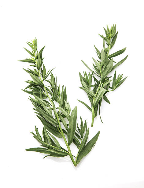 estragón - tarragon herb spice freshness fotografías e imágenes de stock