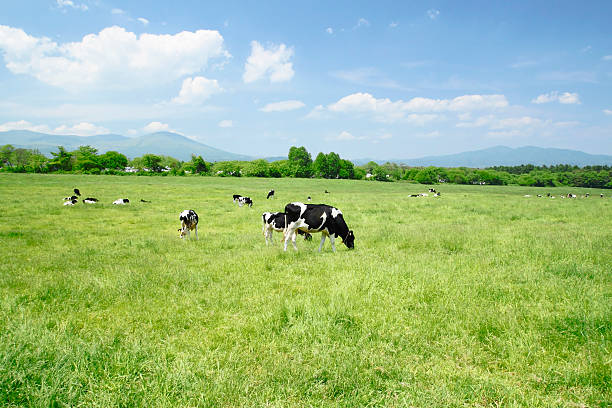 istock Cow and  blue  sky   in field 478653025