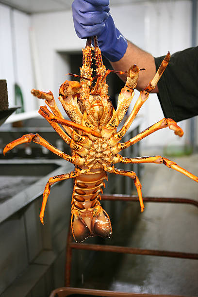 istock man holding rock lobster, australia 478653075