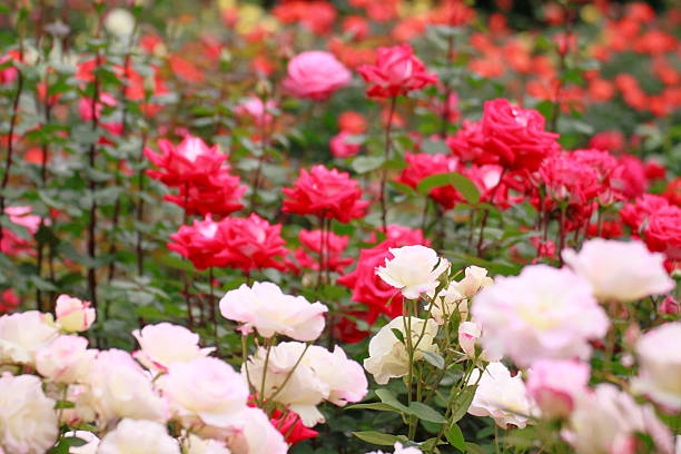 istock Beautiful  rose in a garden 478654015