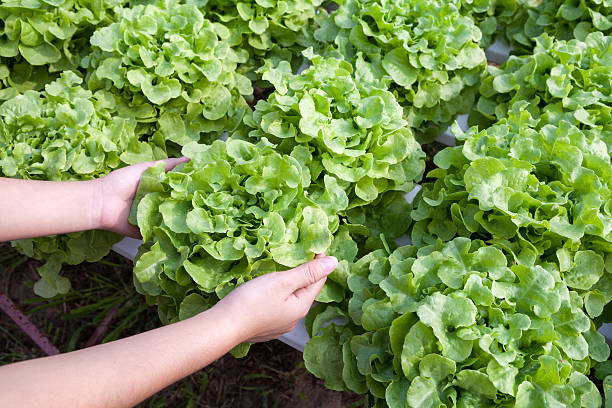 istock Organic hydroponic vegetable on hand in a garden 478654471