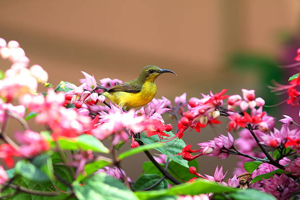 istock long tailed tailor bird and White BleedingHeart 478655160