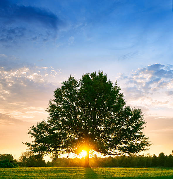 le sunrise dietro lone tree - nature spring new life tree foto e immagini stock