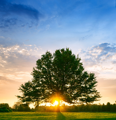 Bright sunrise behind a lone tree in the summer