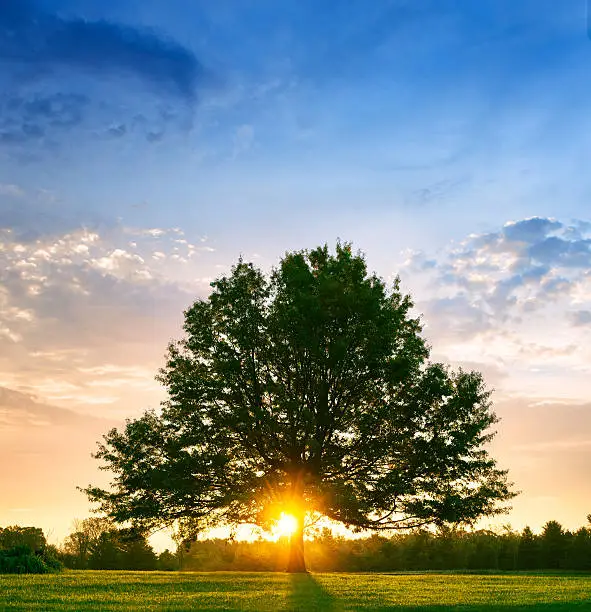 Photo of Bright sunrise behind lone tree