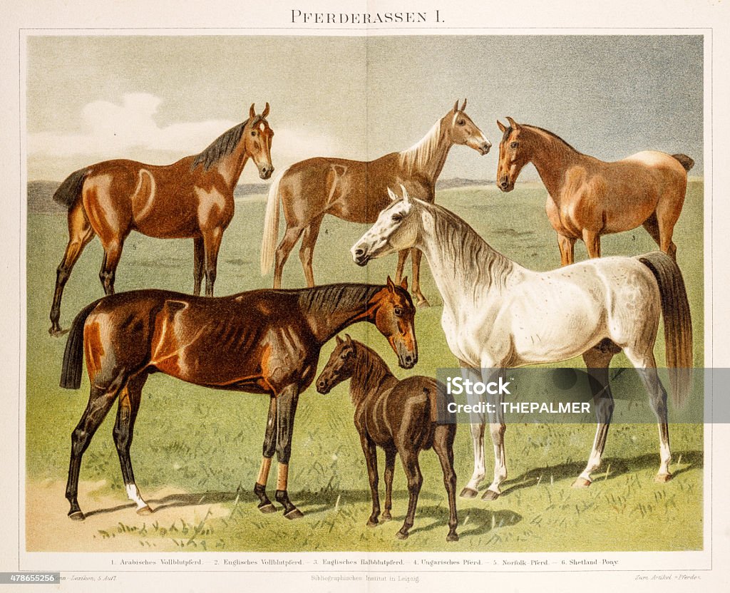 Horse breeds Chromolithograph 1896 Horse breeds Original Antique Chromolithograph Horse stock illustration