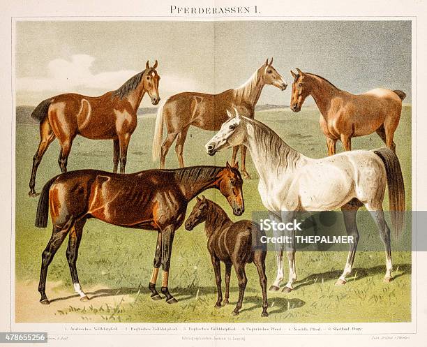 Horse Breeds Chromolithograph 1896 Stock Illustration - Download Image Now - Horse, Engraved Image, Pony