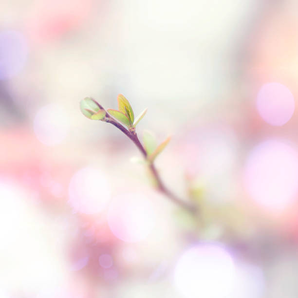 spring blossom en la naturaleza en el hermoso day - cross procesed fotografías e imágenes de stock