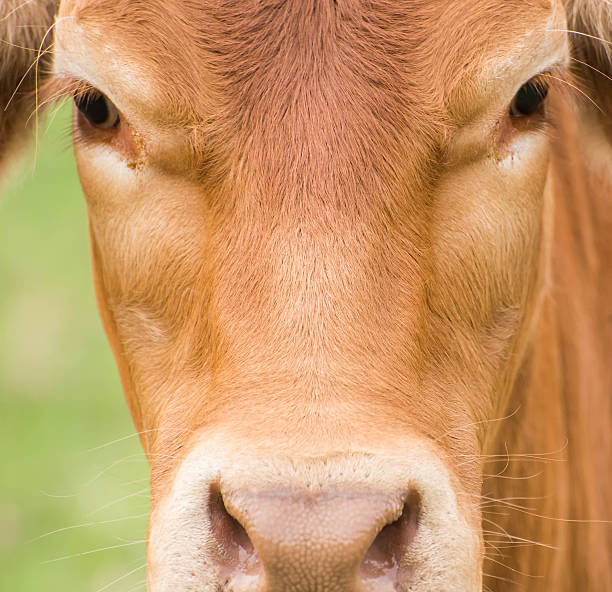 istock face of a cow 478655526