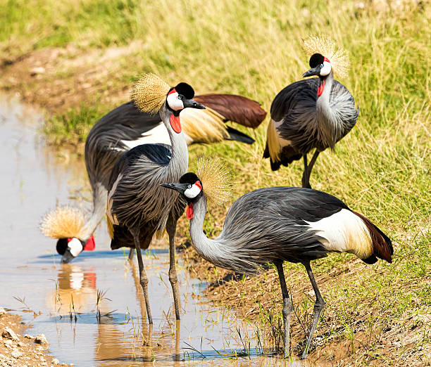 istock Grey Crowned Crane - just drinking at rearmost 478655889