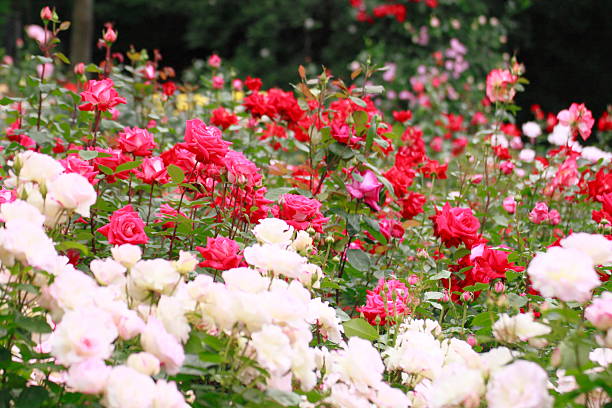 istock Beautiful  rose in a garden 478656047