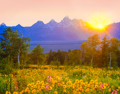 Spring meadow of wildflowers fill the foreground leading back to the Grand Teton Range and the sky has wispy clouds, Wyoming