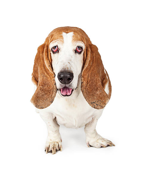 istock Basset Hound Dog Looking Into Camera 478659880