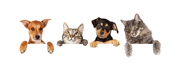 istock Dogs and Cats Hanging Over White Banner 478659902