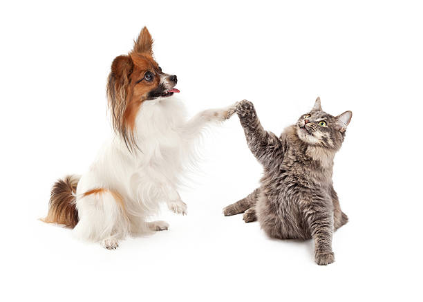 istock Papillon Dog and Cat High Five 478659918